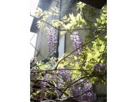 Il Glicine Apartment Rimini - B&B