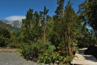 Chucao Bosque y Cabañas - Chambres d’hôtes Chaitén