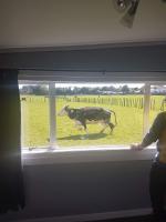 Lancewood Lodge - B&B Bulls