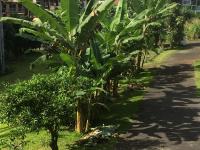 Hilo Bay Oceanfront Bed and Breakfast - Bed and Breakfast Hilo