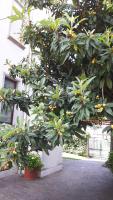CASA MAGNOLIA - B&B