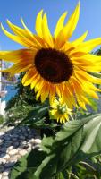 Studio Silvana & Room Renata - B&B