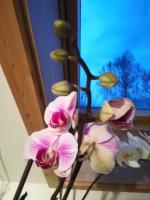 Neumühleweg 19 - Ferienwohnung Lauperswil