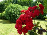 Wald und Wiese - B&B