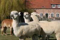 Ferienapartment Alpakas am Schloss - Bed and Breakfast Hamminkeln
