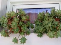 Guest House Sakis. - B&B