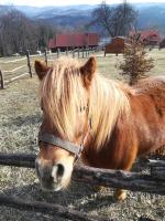 Chalet con 1 Camera da Letto