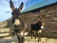 Puffin Cottage - B&B John O' Groats