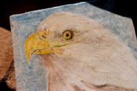 Cottage (2 Adults + 2 Children)