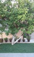 Apartamento - Planta baja