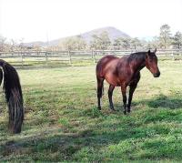 Prosper Stud Guest House - B&B Robertson