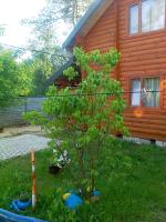 Лісова хатинка - B&B Hayivka