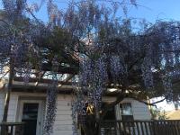 Wisteria Vine Cottage - Bed and Breakfast