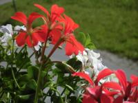 Gästehaus Braunegger - Ferienwohnung Oetz