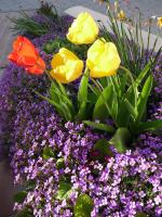 Les Aubretias - B&B Fénay