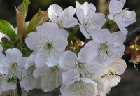 La Lancha del Jerte - B&B El Torno