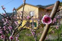 I TRE GRAPPOLI - B&B