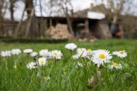 Goldhammer - B&B Hagebök