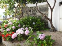 Villa Erade - B&B Ischia