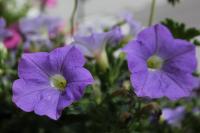 Villa Caterina - B&B Corvara in Badia