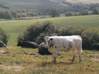 B&B Exeter - Harepath Farm Cottages 1 - Bed and Breakfast Exeter