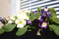 Wayside - B&B