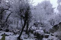 Apartment mit Gartenblick