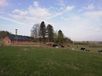 Zacisze przy lesie - B&B Ryn
