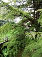 Il cedro - B&B