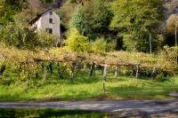 Pensione Boschetto - B&B
