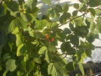 Huis met 4 Slaapkamers