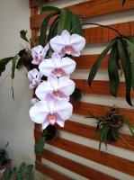 ALOJAMIENTO FAMILIAR ORQUIDE@S - Bed and Breakfast Tarapoto