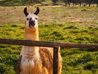 Monte Santa Catarina - B&B Monsaraz