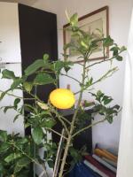 Apartment Lucija - Chambres d’hôtes Novi Vinodolski