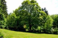 Apartment mit Gartenblick