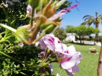 A Quinta das Bolboretas - Ferienwohnung Sanxenxo