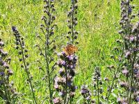 A Quinta das Bolboretas - Ferienwohnung Sanxenxo