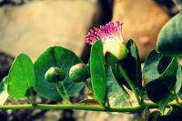 Ca dell'acciuga - B&B Cervo