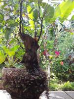 Suweta46 House - B&B