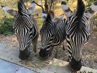 Kruger Willows Private Villa - B&B Marloth Park
