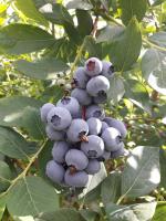 Double or Twin Room with Extra Bed