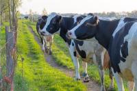 Rosy Garden - B&B Lichtervelde