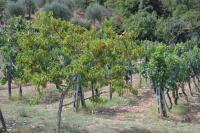 Affittacamere La Fornace - B&B Rigomagno