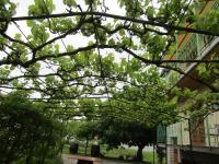Green garden apartments - B&B Rovinj