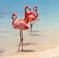 Il fenicottero Marzamemi - Ferienwohnung Marzamemi