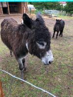 Le Hameau du Peu - B&B Châteauvieux