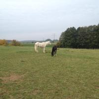 Pferd - Bed and Breakfast