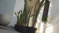 Wayang BnB - B&B