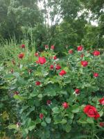 Apartament przy Kamiennej Chacie - B&B