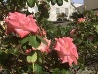 Appartement 3 Chambres